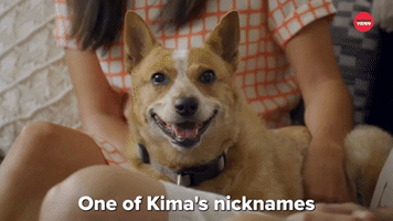 Kima The Cattle Dog