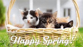 Cat GIF by Sealed With A GIF