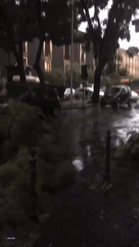 Tornado Damages Trees in Historic Area of Catania, Sicily