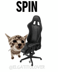 Cat Spinning GIF