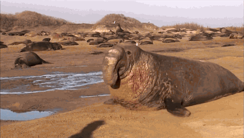 GIF by KQEDScience
