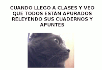 httpsdegatosblogspotcom GIF
