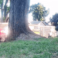 Whoops GIF