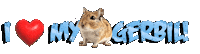 Guinea Pig Love Sticker