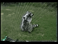 Raccoon Funny Videos GIF by AFV Pets
