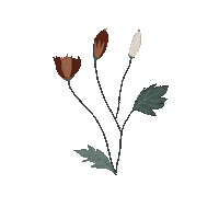 gracielasanimations flower aesthetic gracielasgifs flowerdetail Sticker