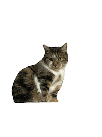 leonfritzkitties cat kitty hmm say what Sticker