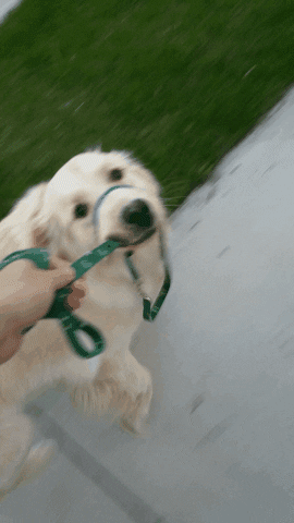 walk way GIF