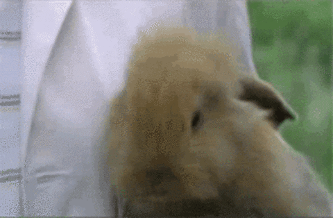 bunny quality GIF