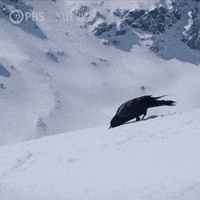 Pbs Nature Winter GIF by Nature on PBS
