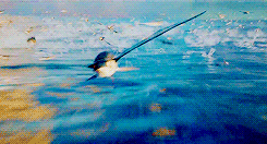 life of pi swimming GIF