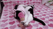cats sleeping GIF