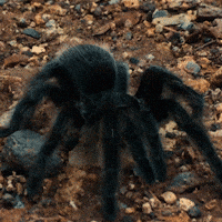 Spider Tarantula GIF by GrandCanyonTV