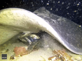 Stingray Chows Down on Frozen Ball of Sardines