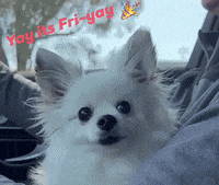 romeomama friday tgif cute dog chihuahua GIF