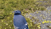 cute aww GIF