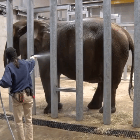 Elephant at Milwaukee County Zoo Can't Get Enough of Hot Shower