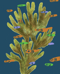 Sea Life Ocean GIF