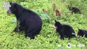 bbc one bear GIF by BBC