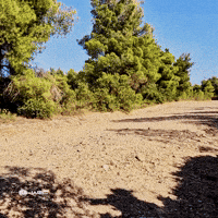 Off-Road Racing GIF by FIA World Rally Championship