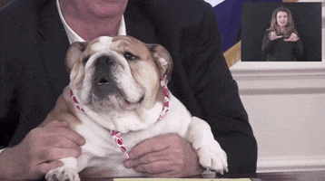 West Virginia Dog GIF by GIPHY News
