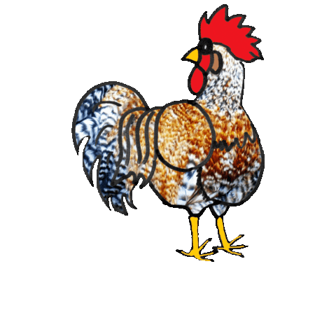 Rooster Chickens Sticker