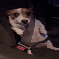 Dog What GIF by Respective