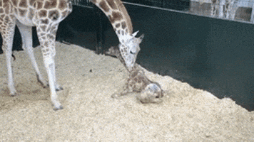 baby giraffe GIF