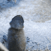 Baby Animals Love GIF by San Diego Zoo Wildlife Alliance