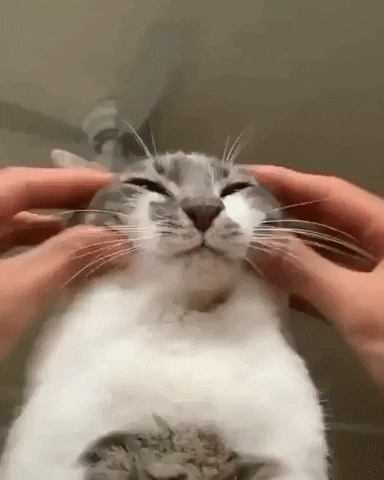GifVif giphyupload squish the cat GIF