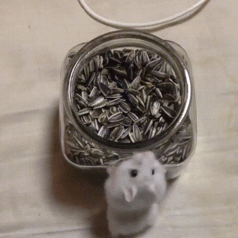 hamster sunflower seeds jar GIF