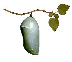 Next Stage Party Sticker