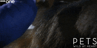 grooming bbc one GIF by BBC