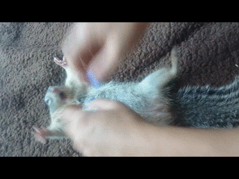 mimimi GIF