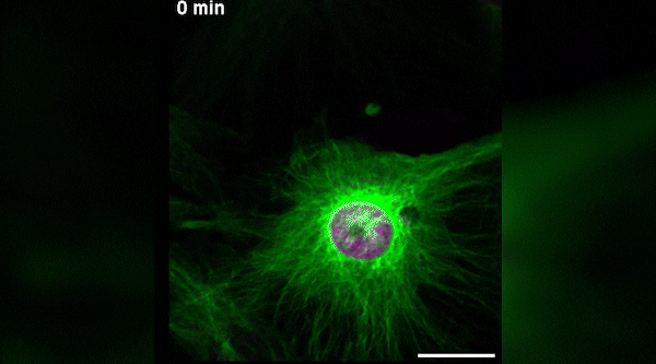 Stowers_Institute giphyupload GIF
