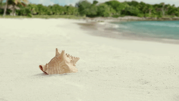 Shellphone