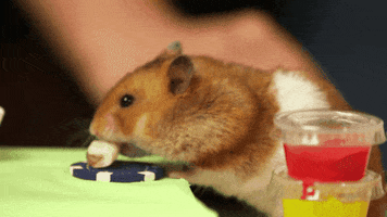 GIF by Giffffr