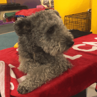 dog GIF by Westminster Kennel Club