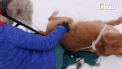 doggie winter wonderland pupparazzi GIF by Nat Geo Wild