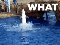 Walking Dolphin GIF by erichamlet