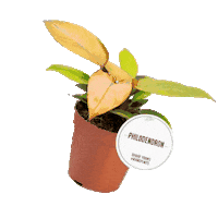 Orange Plant Sticker by KMN