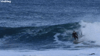 Surfer Dropped In By A Seal   ViralHog.mp4
