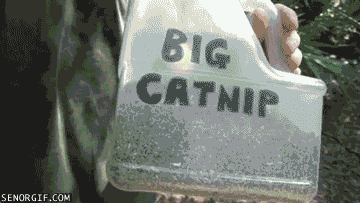 tigers catnip GIF