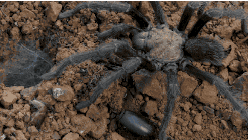 Spider Looping GIF by PBS Digital Studios