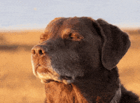 Modi Dhruv GIF