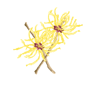 HumphreysWitchHazel skincare lavender toner witch hazel Sticker