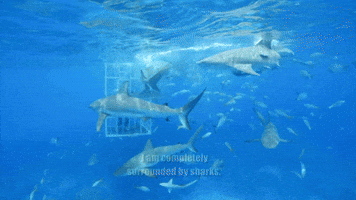 Surrounded By Sharks