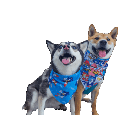 Shiba Inu Ryo Sticker by Geekster Pets