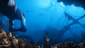 Under Water Swimming GIF by Assassin's Creed