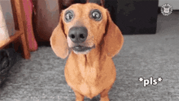 Video gif. Small brown dog with floppy ears and huge, eager eyes stares intently and licks its nose, while text that says "*pls*," short for please, pops up across the screen.